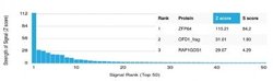 ZFP64 Antibody (PCRP-ZFP64-1H2) - Azide and BSA Free, Novus Biologicals